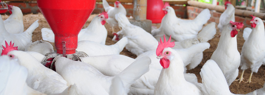 Poultry Marketing