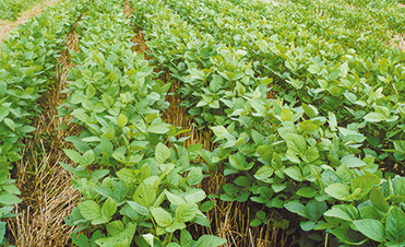 Ag News