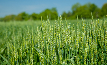 Ag News
