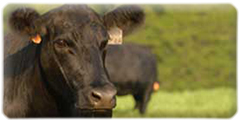 American Angus Association