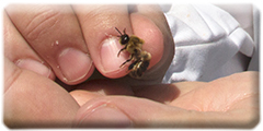 Bee