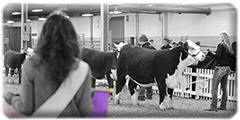 2014 Beef Expo