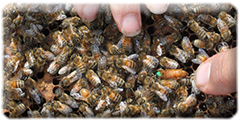 Bees