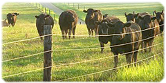 Cattle