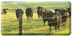 Cattle