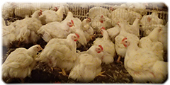 Chickens