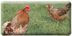 Chickens