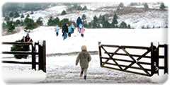 Christmas tree farm
