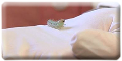 Corn earworm