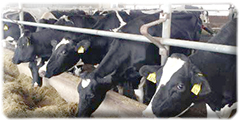 Dairy cows