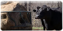 Cows