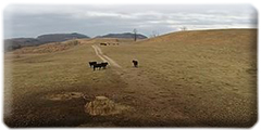 D&D Ranch