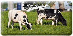 Dairy cattle