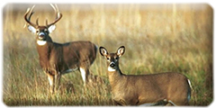 Deer