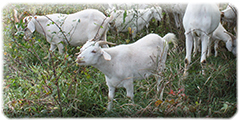 Goat Browsers