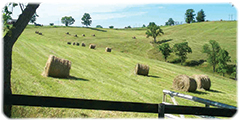 Jones hayfield
