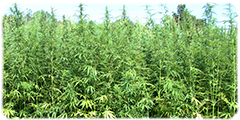 Hemp program