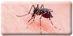 Mosquito