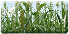 Sweet sorghum