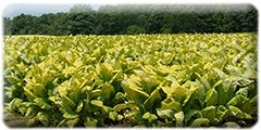 Tobacco