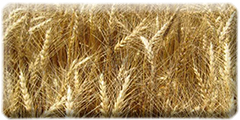 Wheat