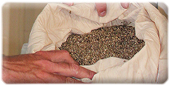 Hemp seeds
