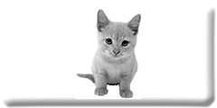 kitten