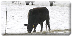 Cattle in winter