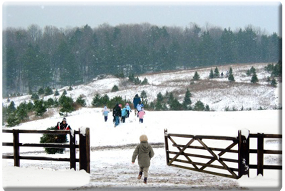 Christmas tree farm
