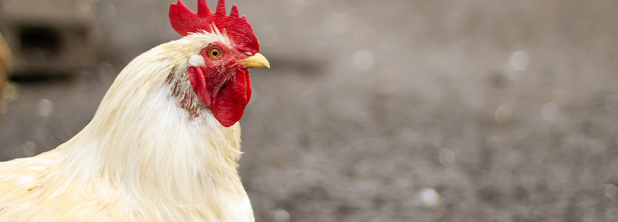 Avian flu facts