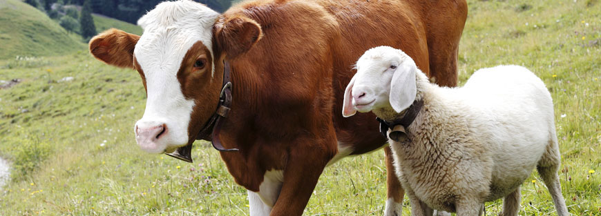 Animal Disposal and Rendering