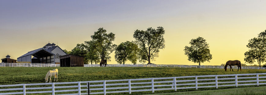 Equine