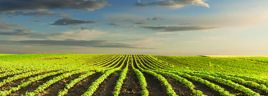 Grain Licensing and Regulation