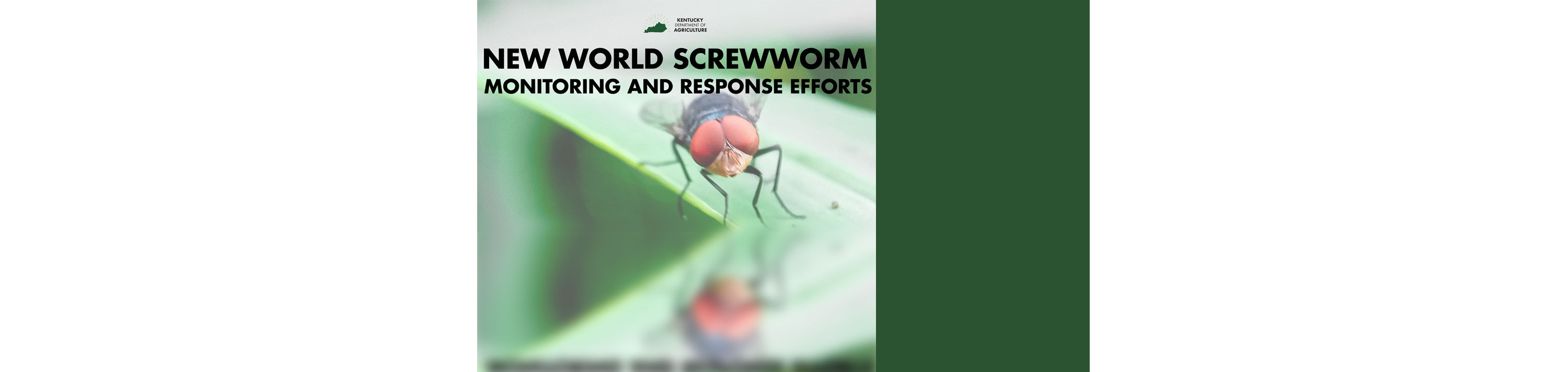 New World Screwworm