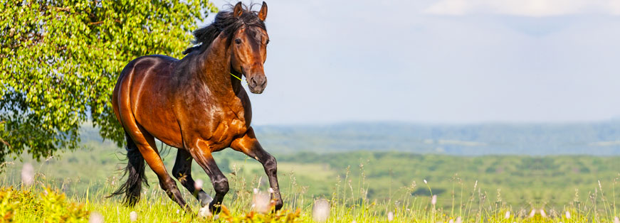 Office State Veterinarian