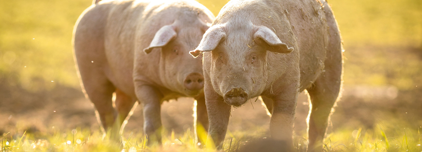 Swine