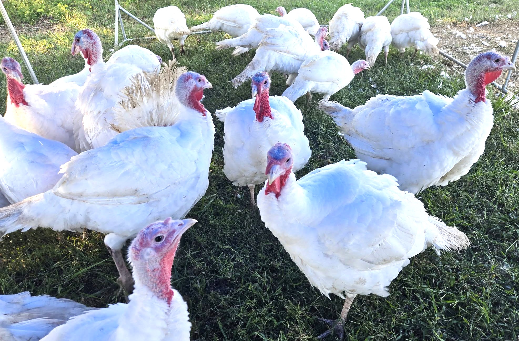 farm sells whole turkeys