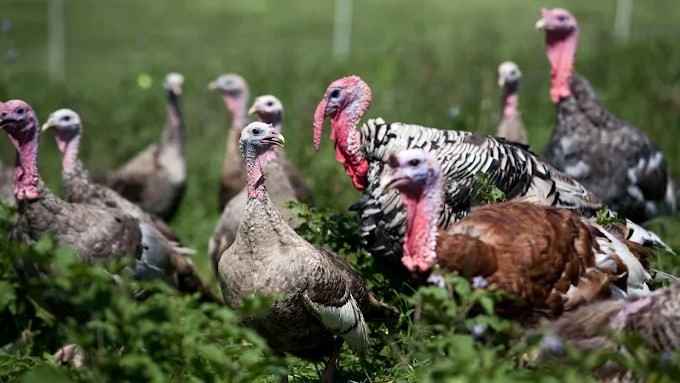 KY Proud Thanksgiving Challenge KY Proud Thanksgiving Challenge