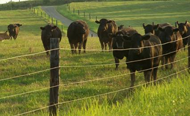 KY Agnews