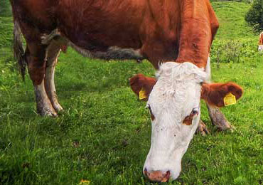 Beef Shows and Fairs