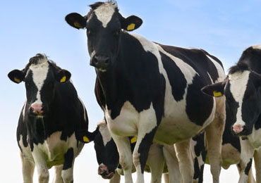 Dairy Shows and Fairs