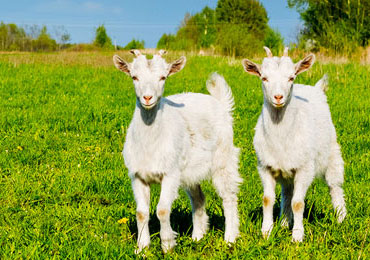 Goat Shows and Fairs