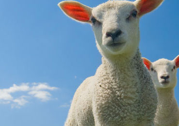 Sheep Shows and Fairs