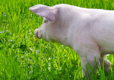 Swine Shows and Fairs