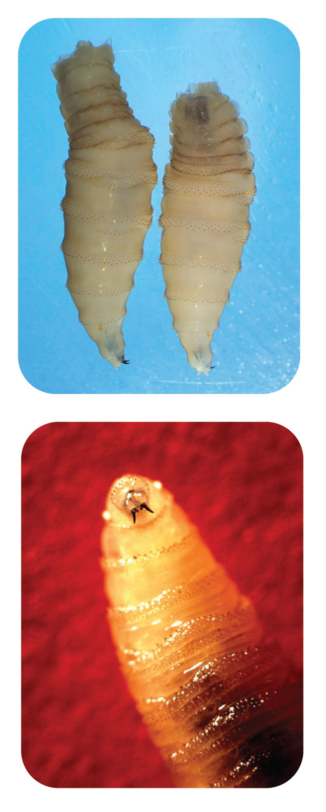 Cochliomyia homnivorax larvae