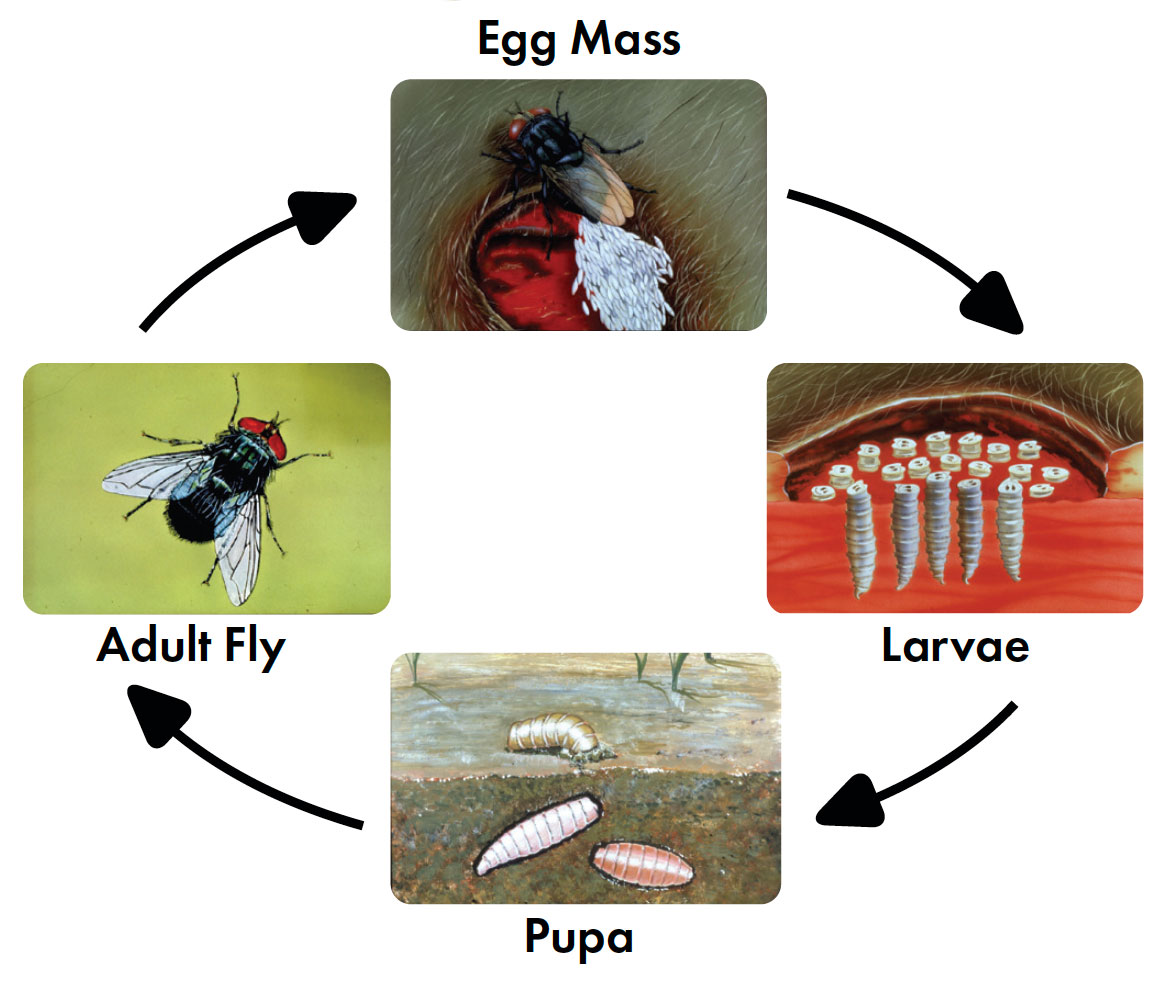 Cochliomyia homnivorax life cycle