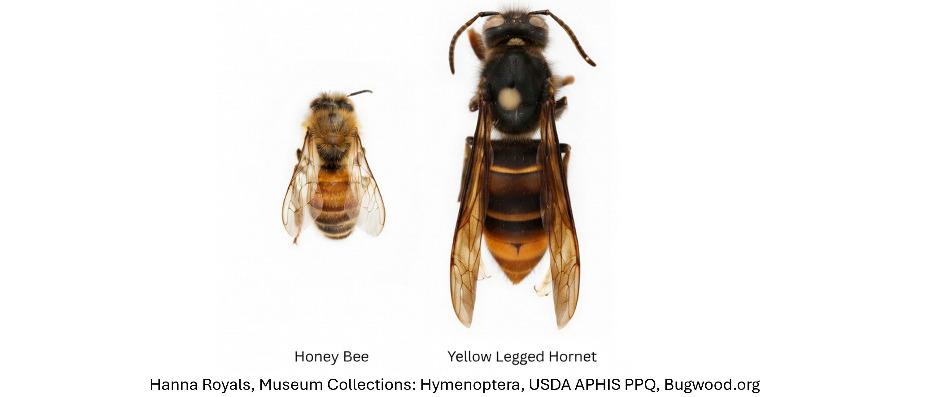 Hornet & Honey Bee Hornet & Honey Bee