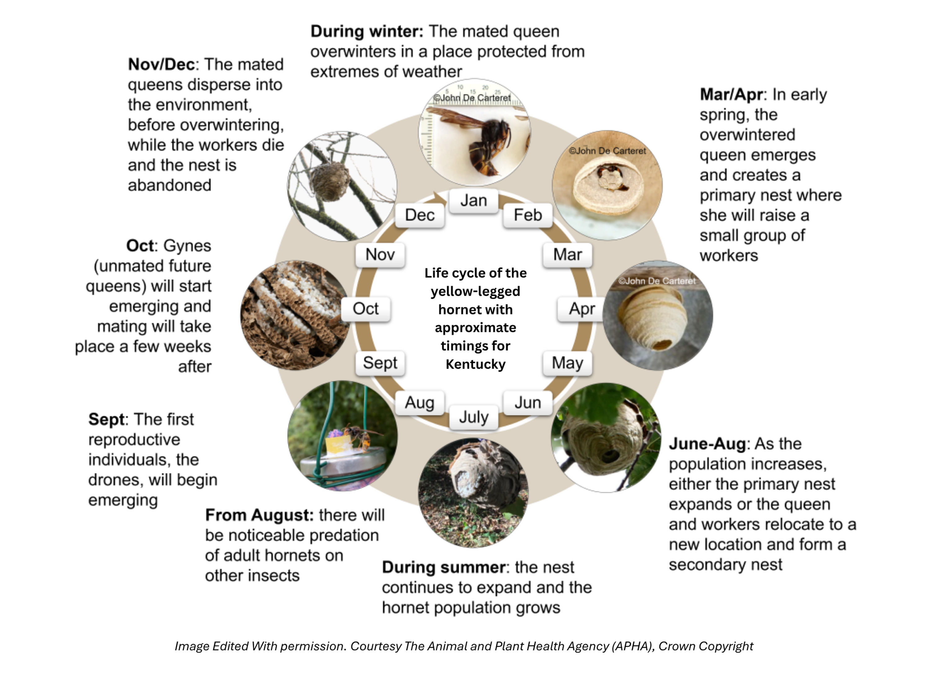 Hornet Life Cycle