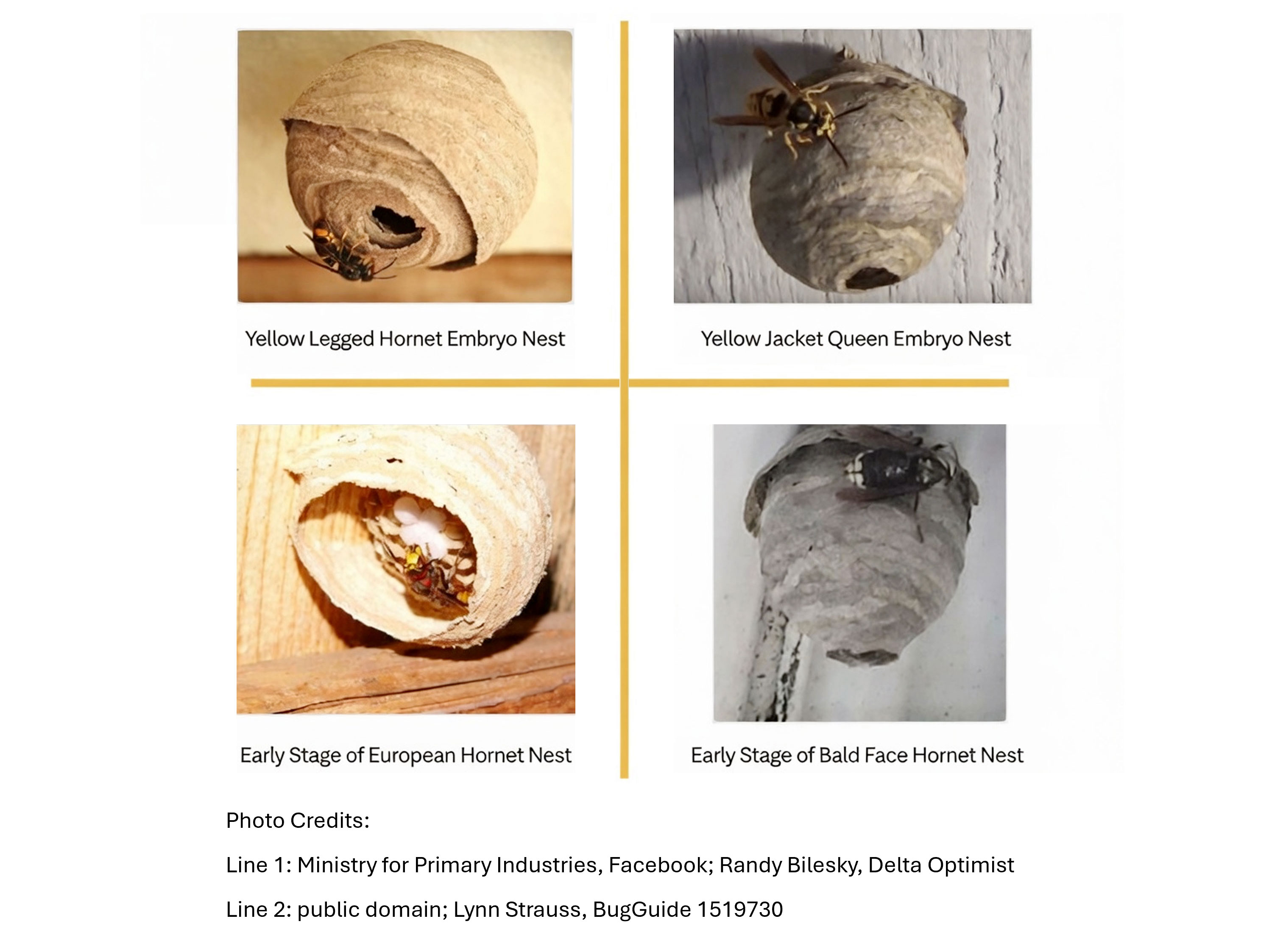 Hornet & Honey Bee Hornet & Honey Bee