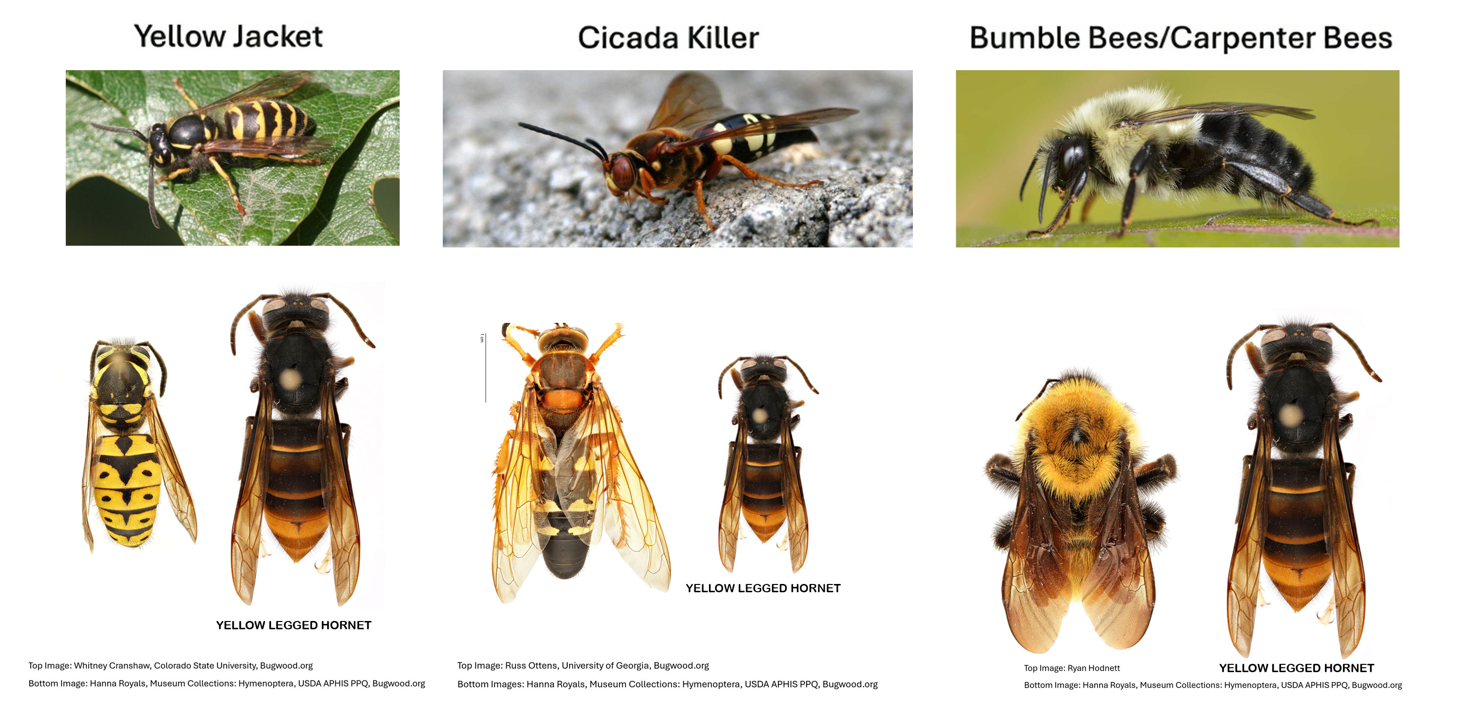 Hornet & Honey Bee Hornet & Honey Bee